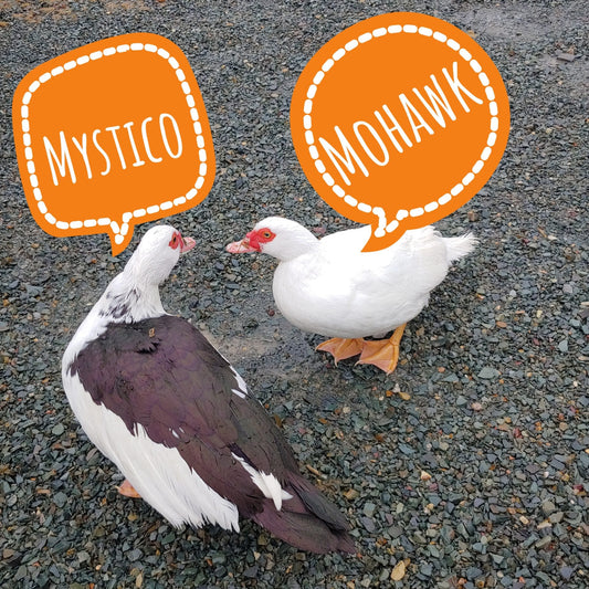 Muscovy Ducks at Whale House: 2025 Newfoundland Eco-Adventure