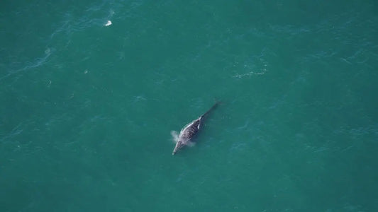 Grey Whale Surprise: Back in the Atlantic After 200 Years