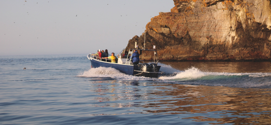 Great Island Boat Tours and Whale Watching on the Southern Shore