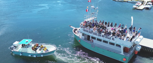 O'Brien's Whale Watching and Bird Tours in Bay Bulls