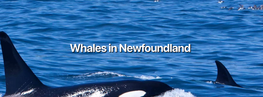 Gatherall's Puffin and Whale Watching in Bay Bulls - A Romantic Day on the Water