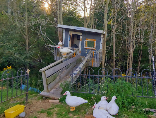 The Ducks of the Waddle On Inn