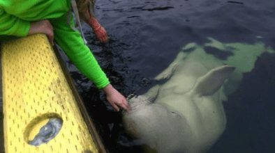 Why Do Beluga Whales Keep Hanging Around the South Coast of Newfoundland?