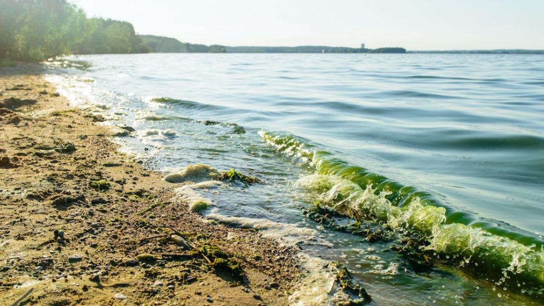 Top 6 Deadly Ocean Creatures Near Canada’s Coast