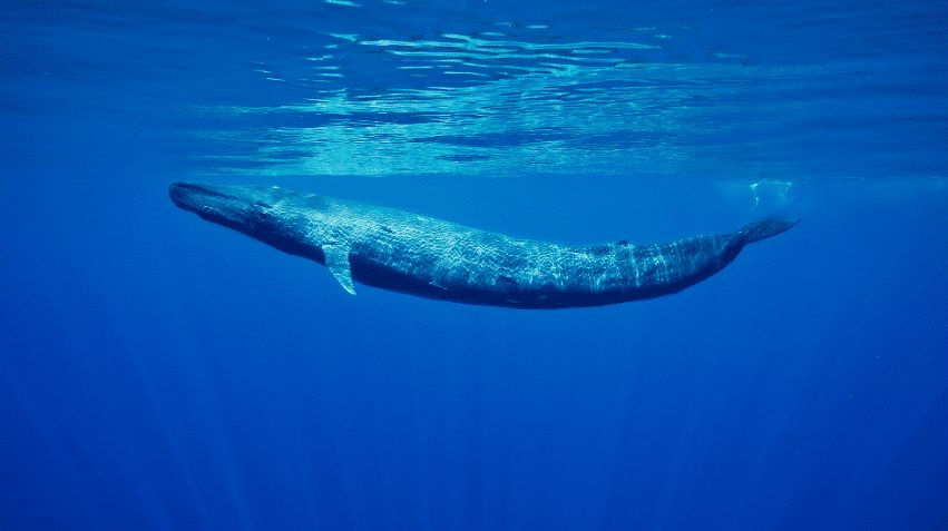 New Research Shows Blue Whales Live Off Newfoundland Coast Year Round According to Underwater Atlantic Blue Whale Audio Recordings