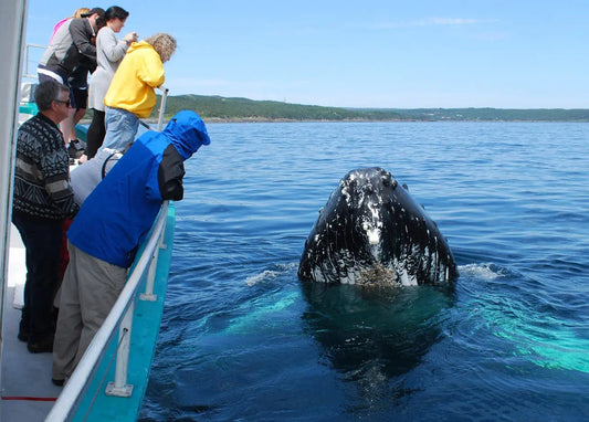 Best Witless Bay Whale and Puffin Tours