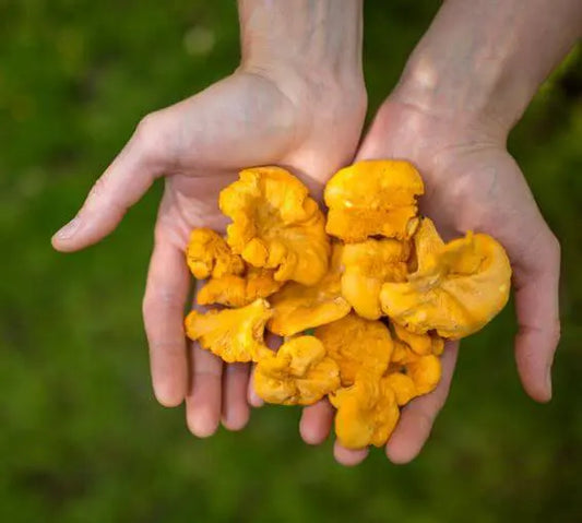 Picking Chanterelle Mushrooms in Newfoundland