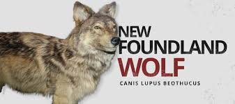 Newfoundland Wolf is Back