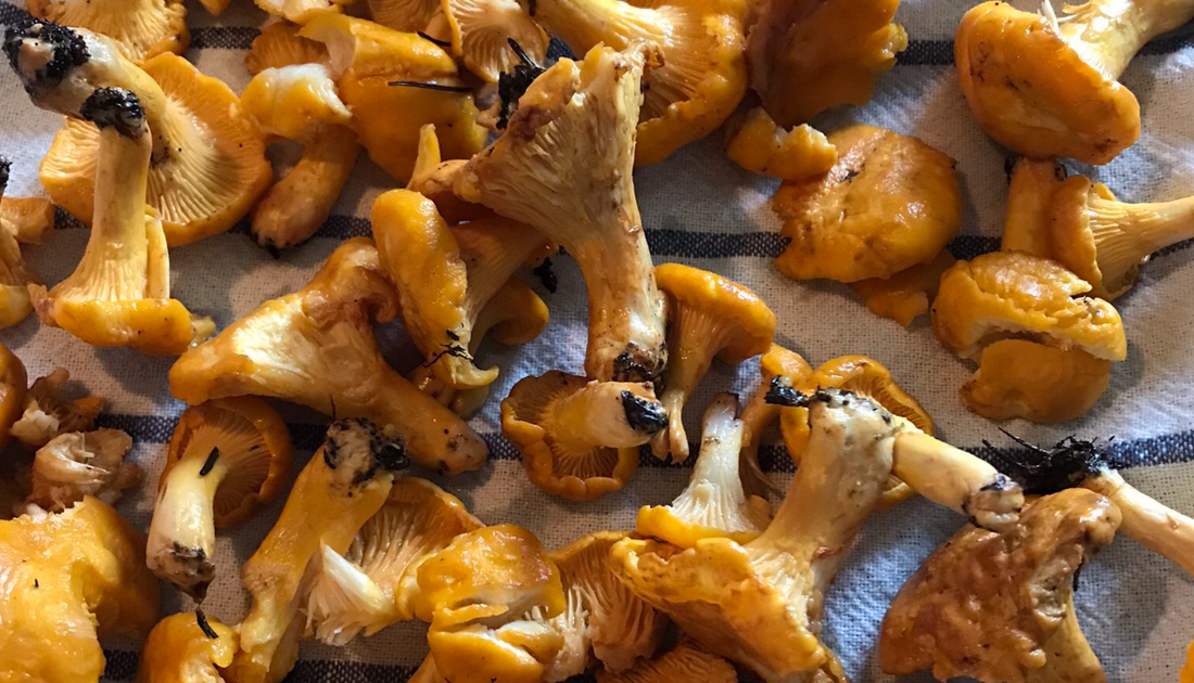 Foraging Chanterelle Mushrooms in Newfoundland 2025 Guide