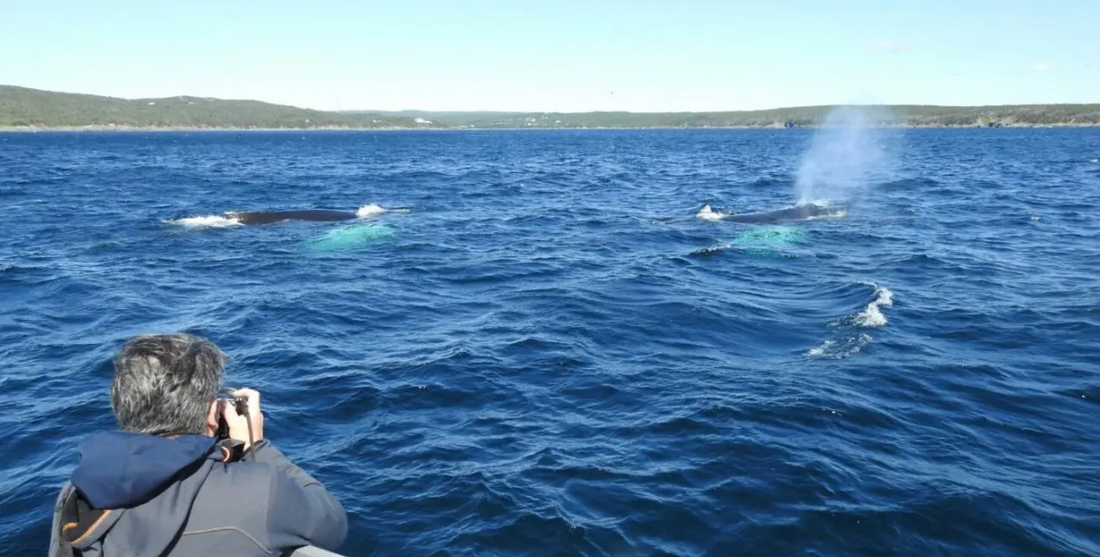 Molly Bawn Boat Tours: The 5-Minute Walk to Whales