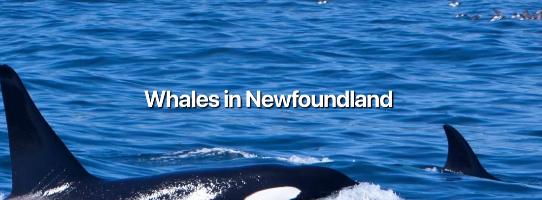 Gatherall's Whale Watching Review 2026, Bay Bulls, NL