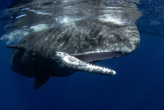 Whale Watching in Newfoundland