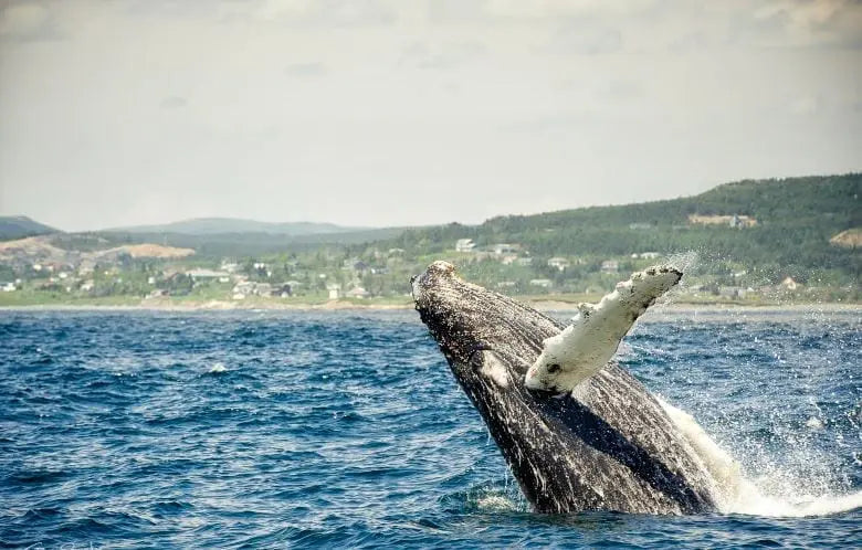 Newfoundland Whales