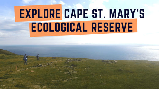 Explore Cape St. Mary's Ecological Reserve