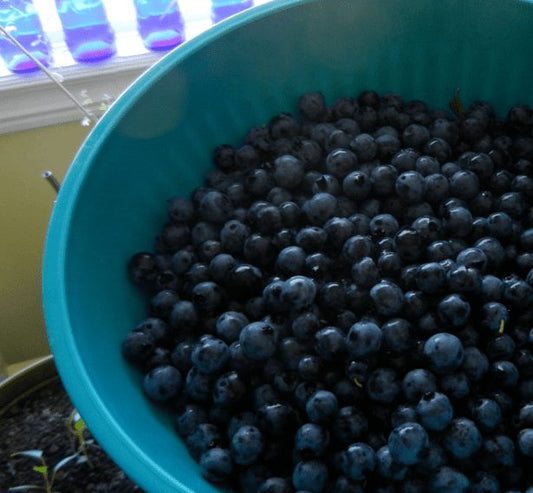 How to Stay Alive when Berry Picking in Newfoundland This Fall