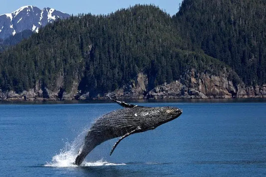 Whale Watching FAQ: Your 2025 Guide to Newfoundland Adventures