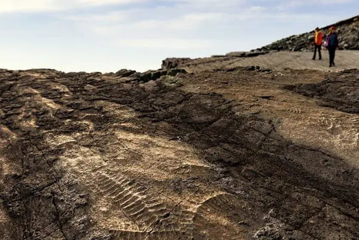 Discover Mistaken Point Near Whale House Guest House in Newfoundland