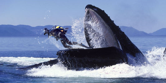 Is The Story About A SCUBA Diver Being Swallowed By A Whale A Lie?