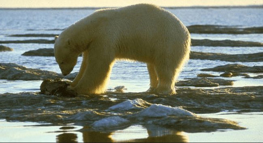 Polar Bear Warning Issued for Newfoundland