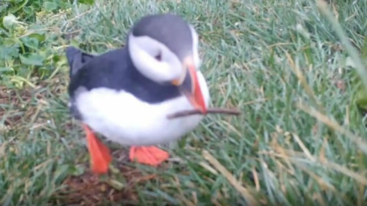 Atlantic Puffins use Tools and Join the Ever Growing List of Animals That Use Tools