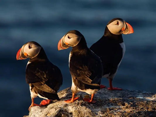 6 Thing You Didn’t Know About Atlantic Puffins