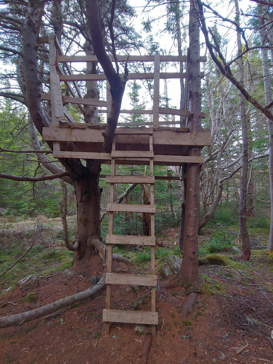 The Secret Tree House on the East Coast Trail