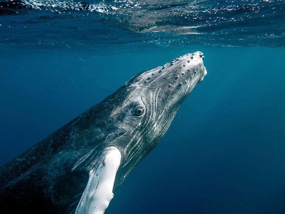 WHALE WATCHING IN NEWFOUNDLAND